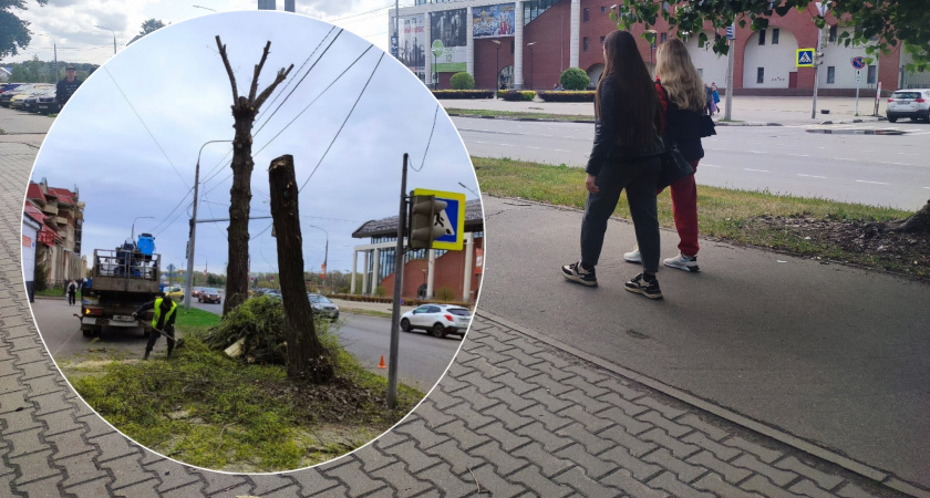 Ярославцы негодуют из-за кронирования цветущих деревьев на Которосльной набережной