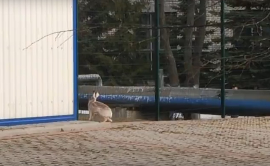 В Рыбинске заяц пытался прорваться на территорию местного завода (видео)